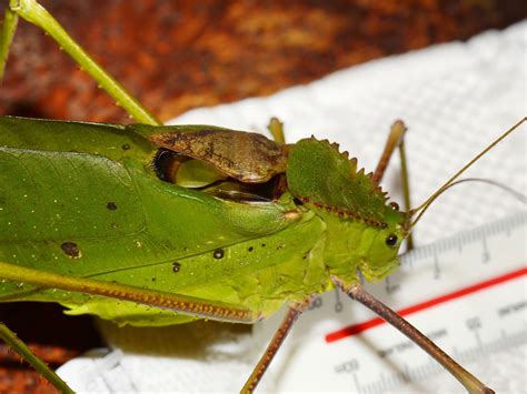 giant malaysian katydid|Giant Malaysian Katydid